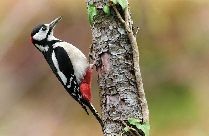 Basoko danbolin-hotsak
