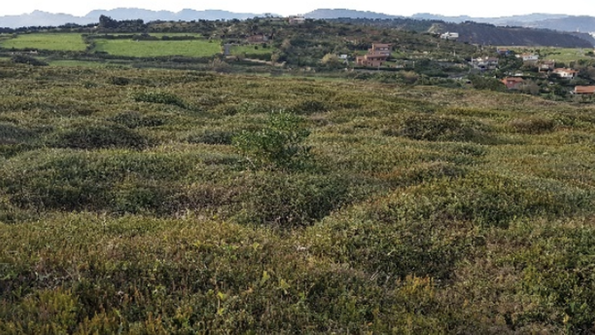 Landare inbaditzaileak kendu dituzte Atxabiribiletik, itsasertzeko biodibertsitatea lehengoratzeko