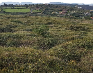 Landare inbaditzaileak kendu dituzte Atxabiribiletik, itsasertzeko biodibertsitatea lehengoratzeko