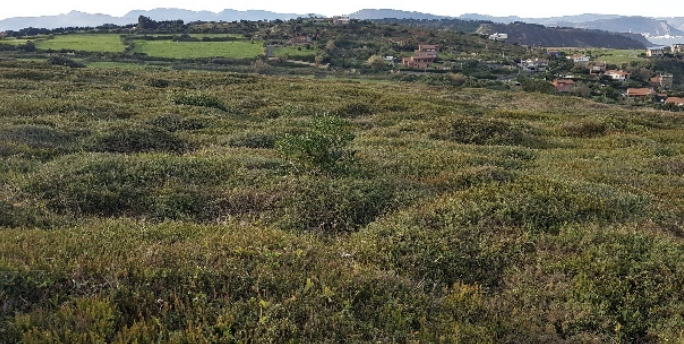 Landare inbaditzaileak kendu dituzte Atxabiribiletik, itsasertzeko biodibertsitatea lehengoratzeko