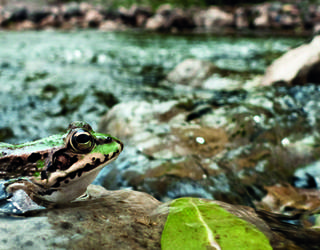 Bolueko apoaren bertsoak