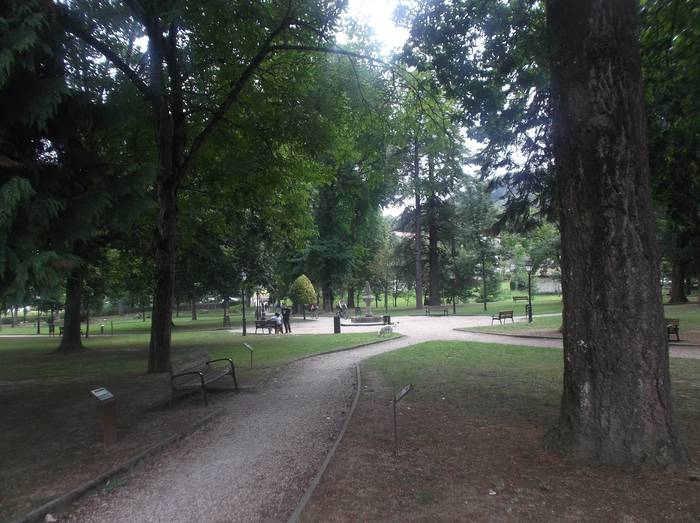 Azpeitin arbola artean