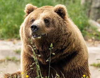 BBK Karpin Fauna joateko zozketan parte hartu eta eraman sarrera bikoitza!