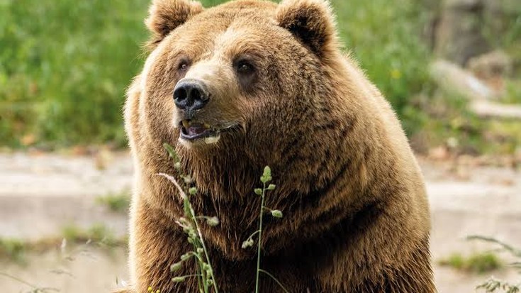BBK Karpin Fauna joateko zozketan parte hartu eta eraman sarrera bikoitza!