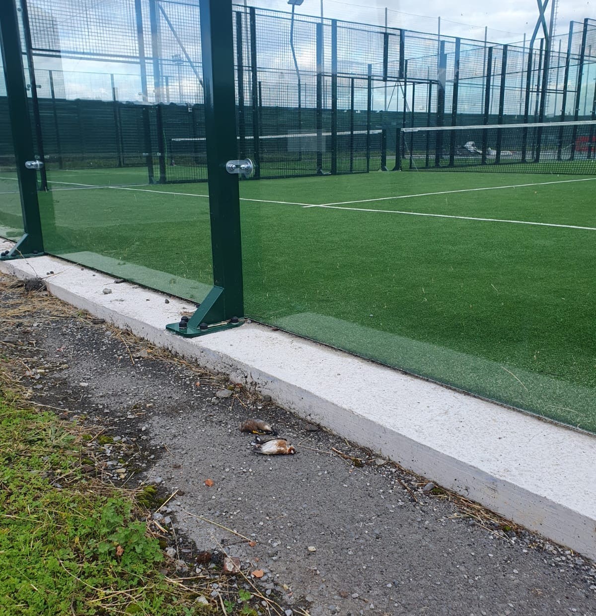 Padel pistetako kristalezko hormak txorientzako tranpa hilgarria direla salatu dute auzotarrek