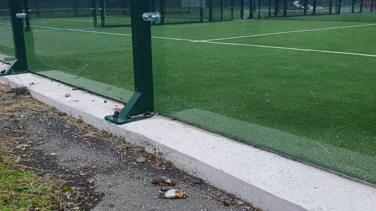 Padel pistetako kristalezko hormak txorientzako tranpa hilgarria direla salatu dute auzotarrek