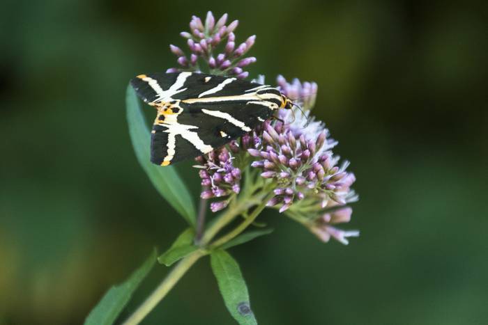 Edertasun iragankorra