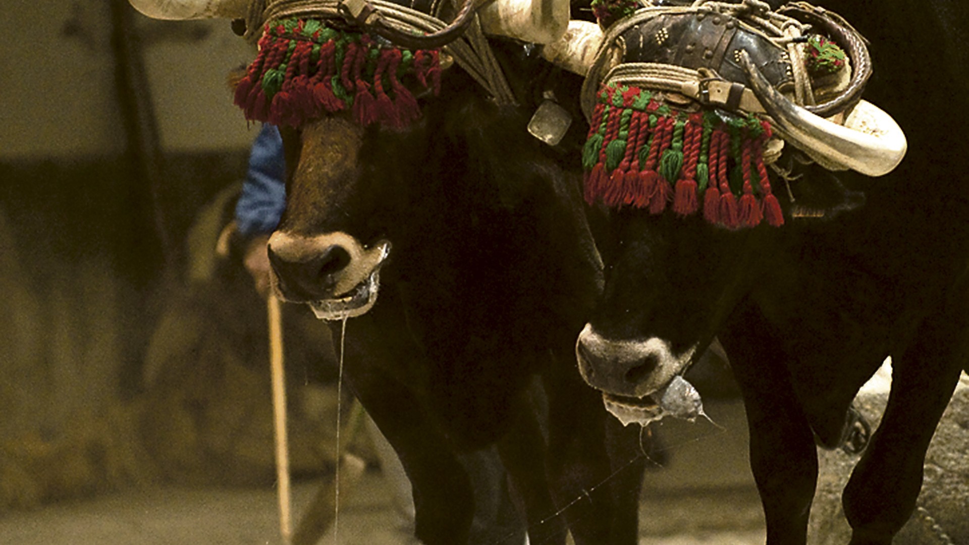 Getxoko animalistek idi-proben aurkako protestaren balorazio positiboa egin dute