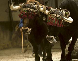 Getxoko animalistek idi-proben aurkako protestaren balorazio positiboa egin dute