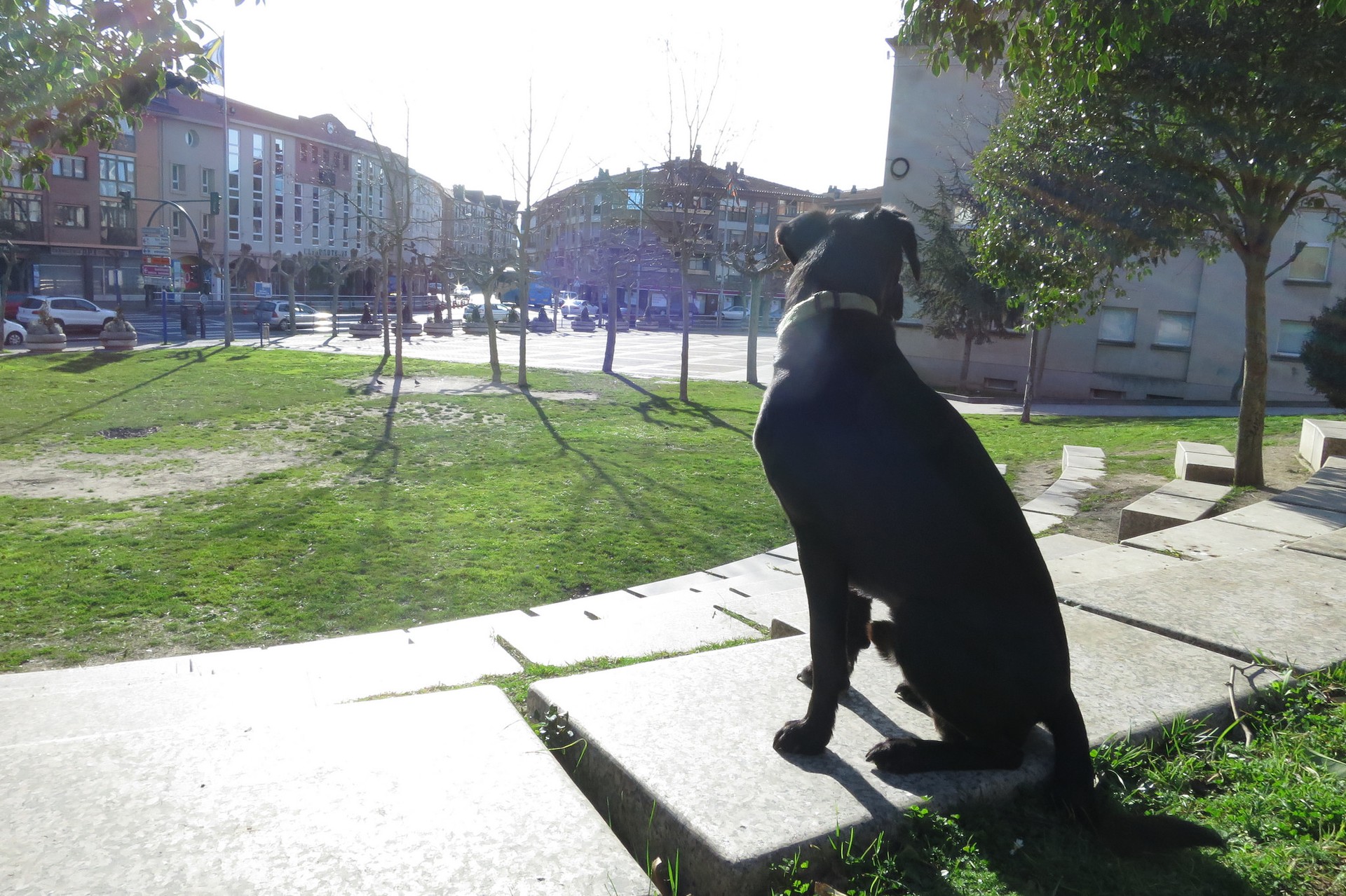 Beren-beregi txakurrentzako parke bi egingo ditu Sopelako Udalak