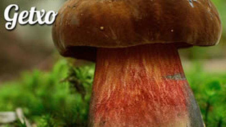 XXX. Jardunaldi mikologikoak: Hitzaldia sendabelarrei buruz