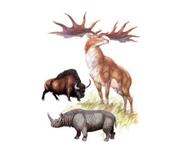 Historiaurreko fauna eta flora aztertuko dute barikuan Plentzian